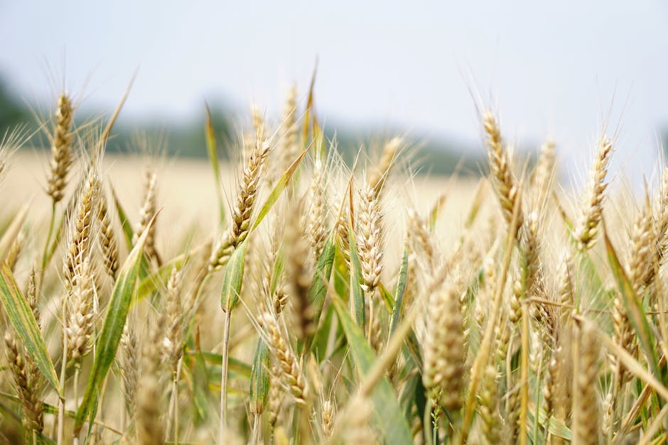 Getreide säen zur optimalen Erntezeit