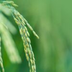 Gülle auf Getreide pflanzen - richtiger Zeitpunkt