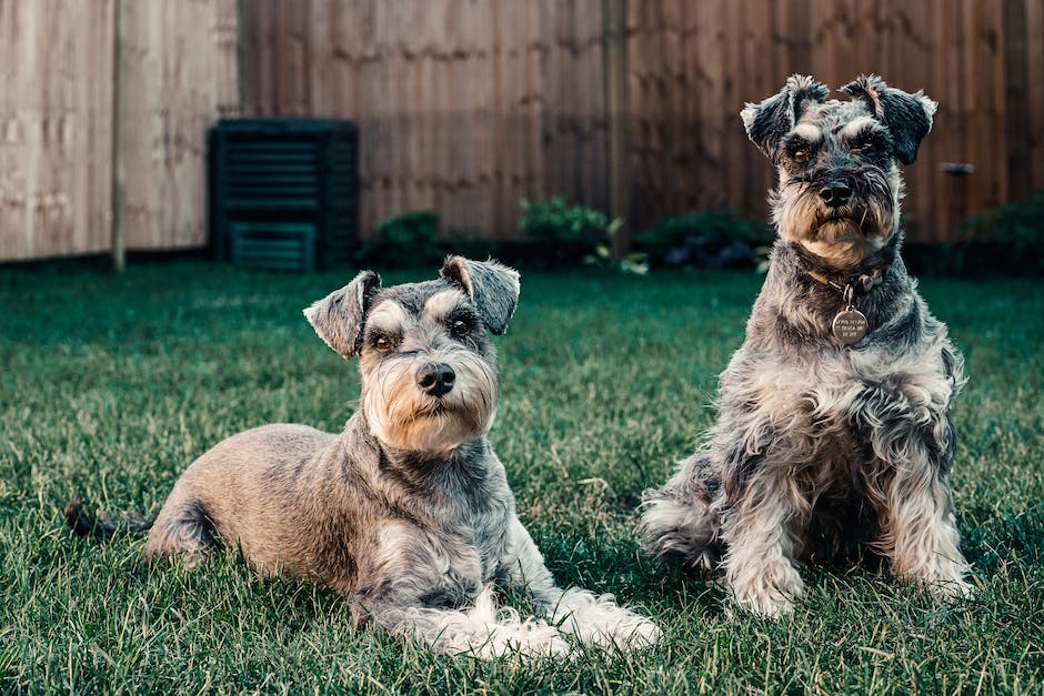 Getreide schädlich für Hunde