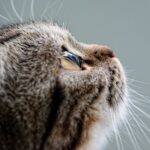 Alt-Attribut für warum kein Getreide für Katzen: Nachteile von Getreide in Katzenfutter