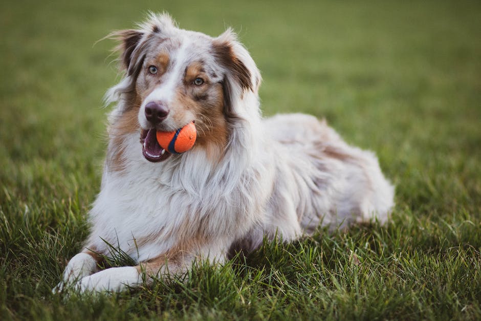 Getreide als Futter für Hunde