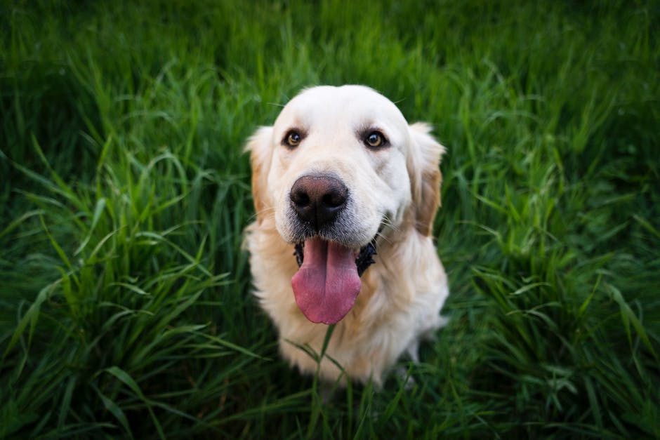 Getreidefutter für Hunde