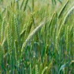 Getreide mit Gluten: Weizen, Roggen, Gerste, Hafer