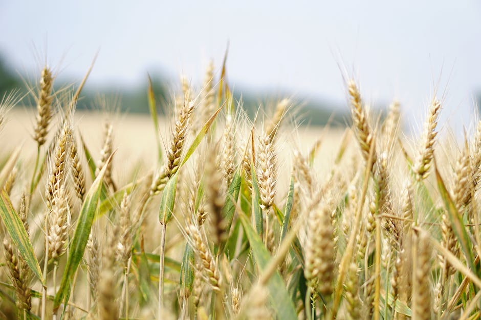 Getreideernte - welches Getreide wird als erstes geerntet?