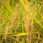 Anbau von Weizen weltweit