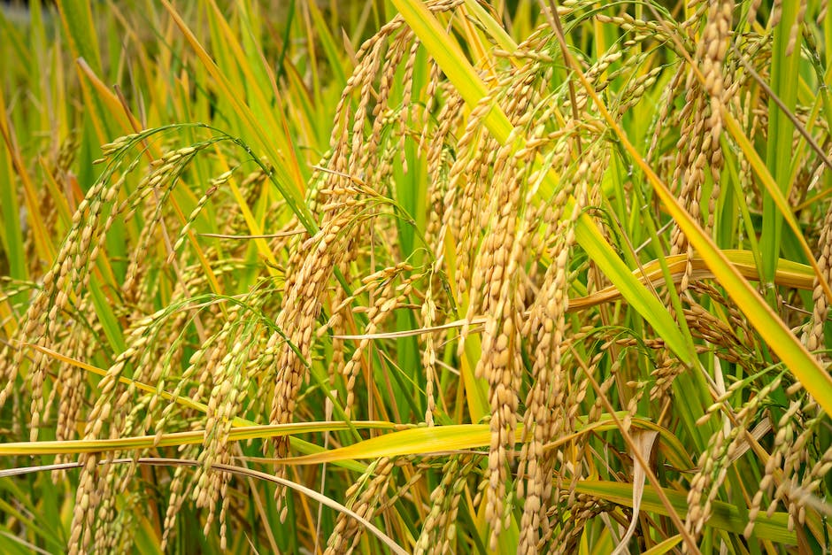 Anbau von Weizen weltweit