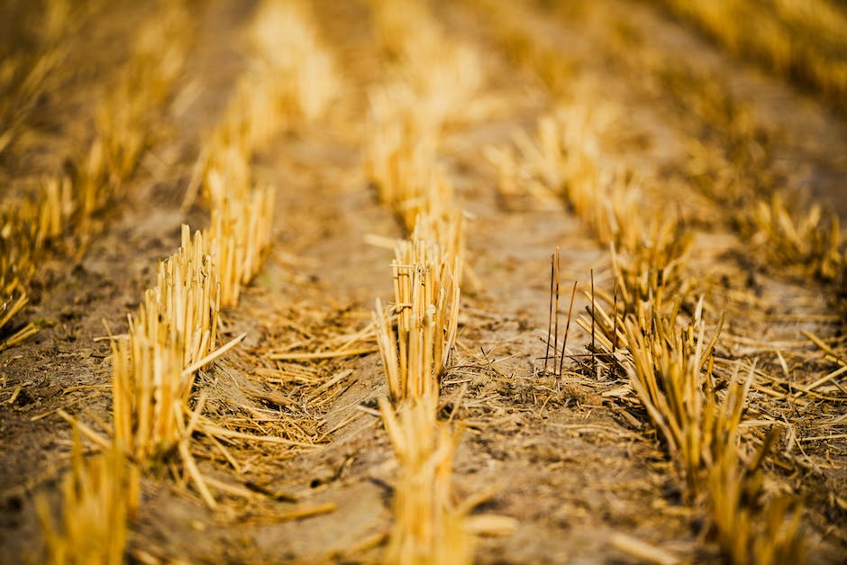 Getreideernte weltweit