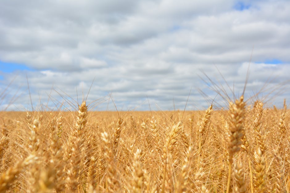  Deutschland importiert Getreide aus Russland