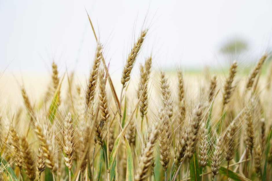 Anbau von Getreide - Welche Länder produzieren das meiste?