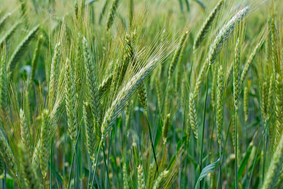  deutschlandweite Getreideproduktion