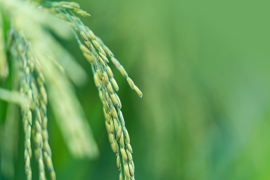  Wo wurde 2017 das meiste Getreide geerntet - Landwirtschaftsstatistik