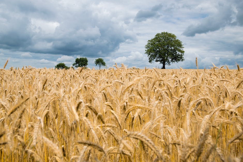 Deutschland als Produzent und Konsument von Getreide