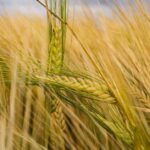 Quellen für deutsches Getreide