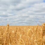 Getreide Herkunft und Entstehung