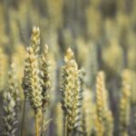 Bild von Weizenpflanzen zur Veranschaulichung von Getreidequellen