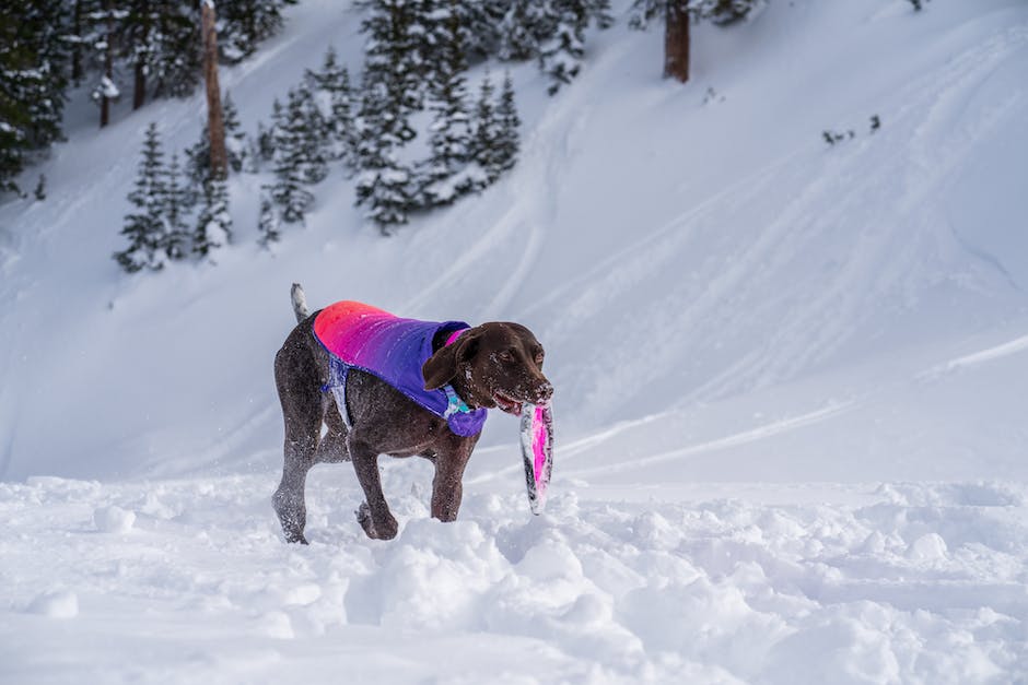 Hundeschuhe: Warum sie durch die Gegend tragen?